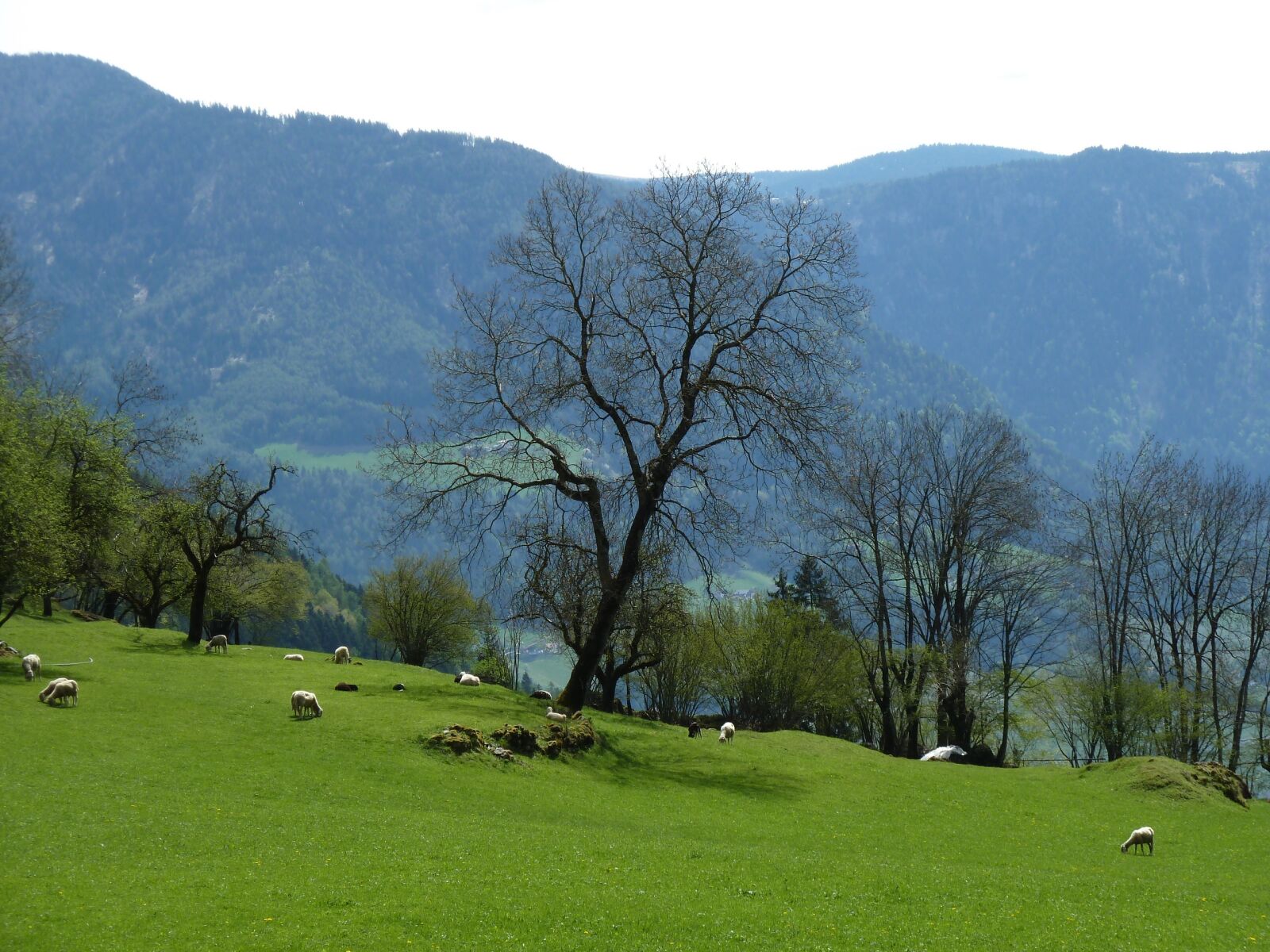 Panasonic Lumix DMC-ZS5 (Lumix DMC-TZ8) sample photo. Alm, mountain meadow, sheep photography