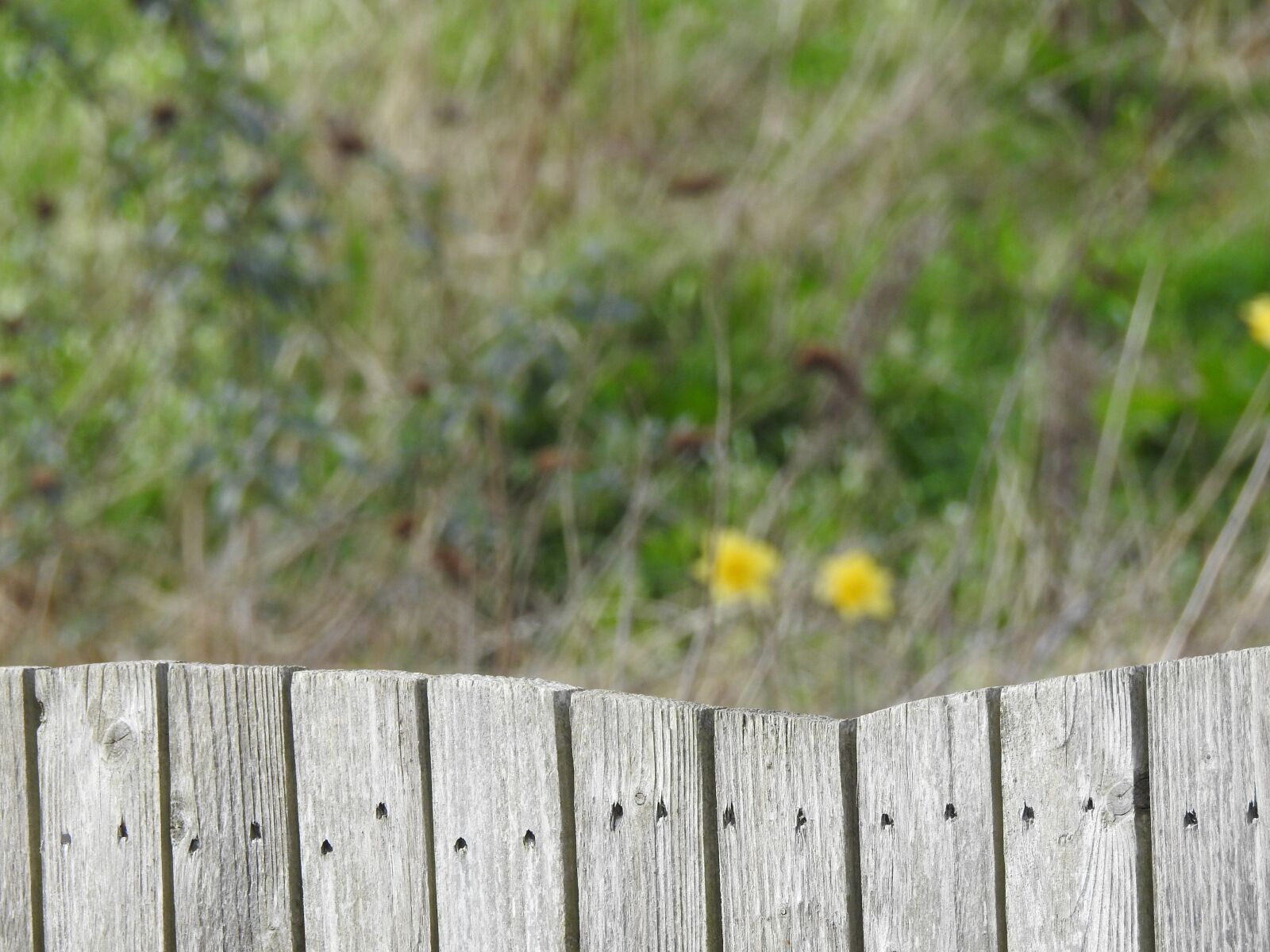 Nikon Coolpix P900 sample photo. Fence, wood, nature photography