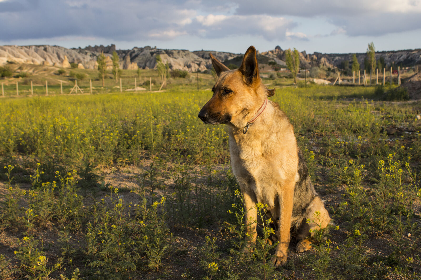 Canon EOS 700D (EOS Rebel T5i / EOS Kiss X7i) + Canon EF-S 18-55mm F3.5-5.6 III sample photo. Animal, cappadocia, dog, german photography