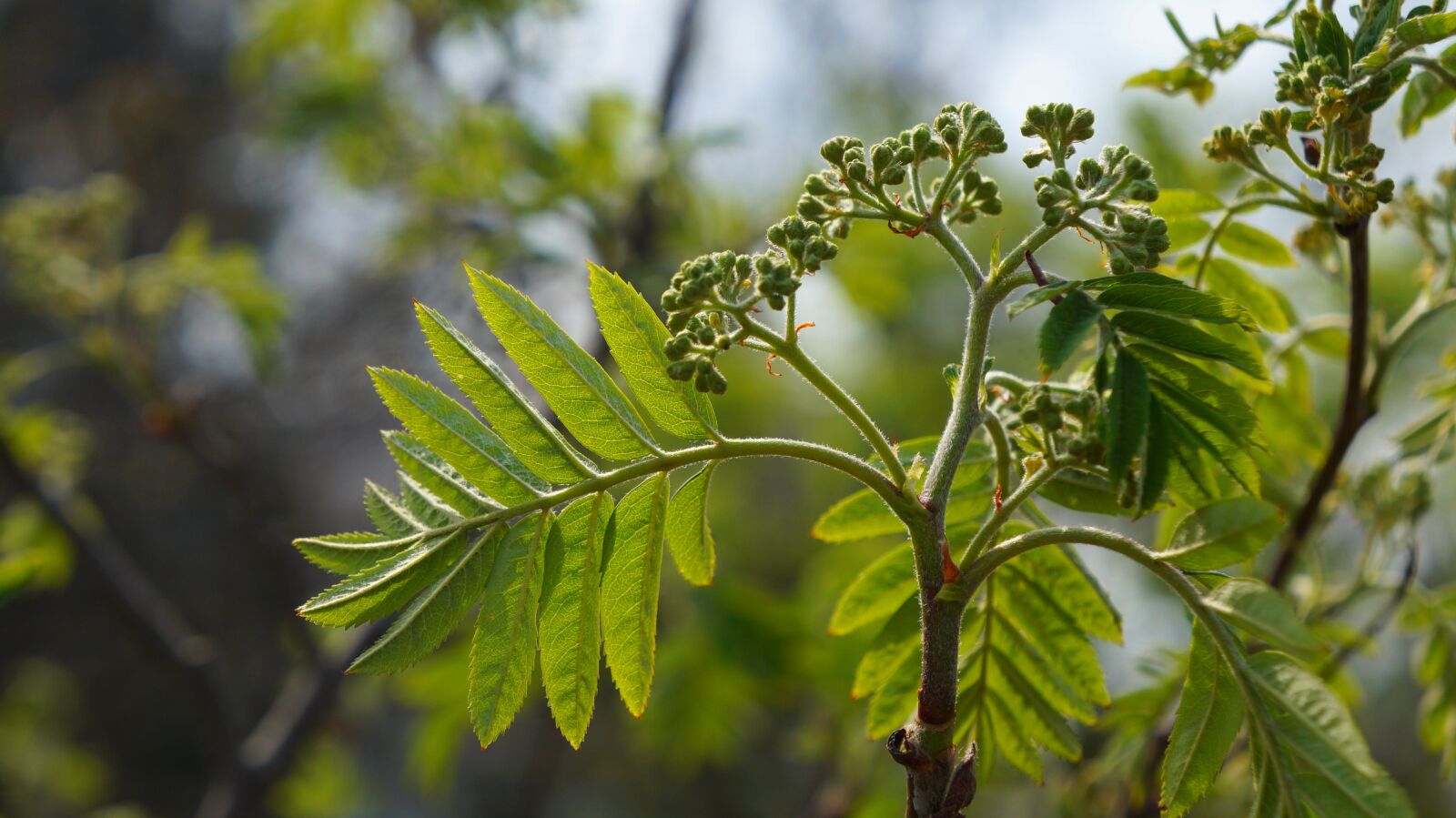 Sony Alpha a3000 + Sony E 18-55mm F3.5-5.6 OSS sample photo. Nature, plants, tree photography