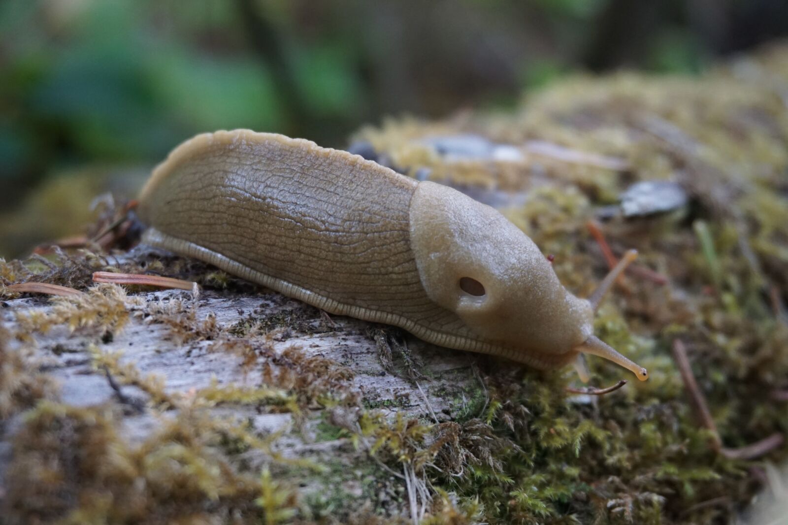 Sony a6000 sample photo. Banana slug, wilderness, nature photography