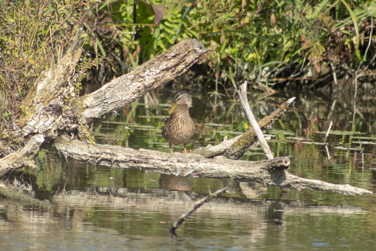 Canon EF75-300mm f/4-5.6 sample photo. Duck, wild ducks, teal photography