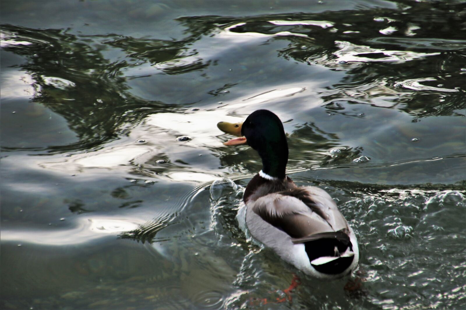 Canon EOS 80D sample photo. One, water, kaczor photography