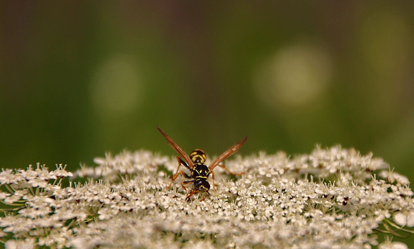 Canon EOS 650D (EOS Rebel T4i / EOS Kiss X6i) sample photo. Wasp, insect, blossom photography