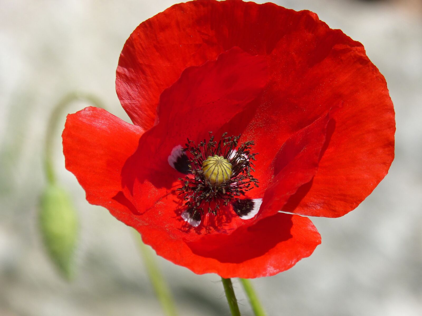 Panasonic DMC-FZ62 sample photo. Poppy, ababol, rosella photography