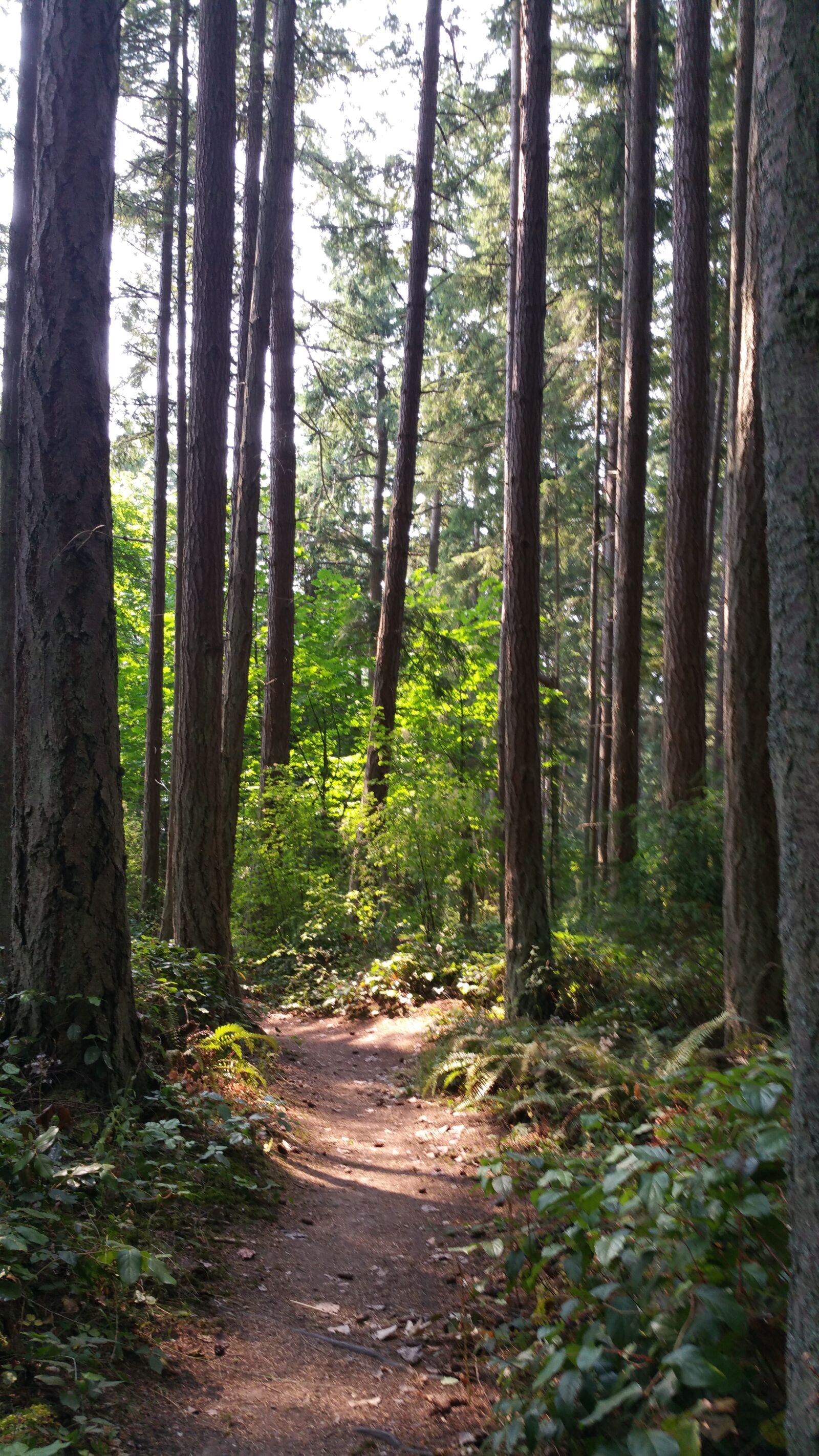Samsung Galaxy Note4 sample photo. Woods, trees, pacific northwest photography