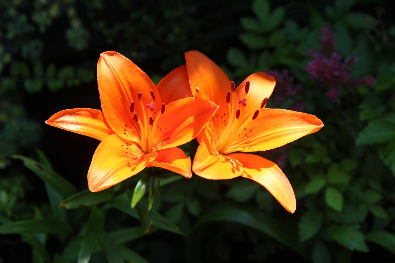 Canon EOS 600D (Rebel EOS T3i / EOS Kiss X5) sample photo. Lys, lily orange, orange photography