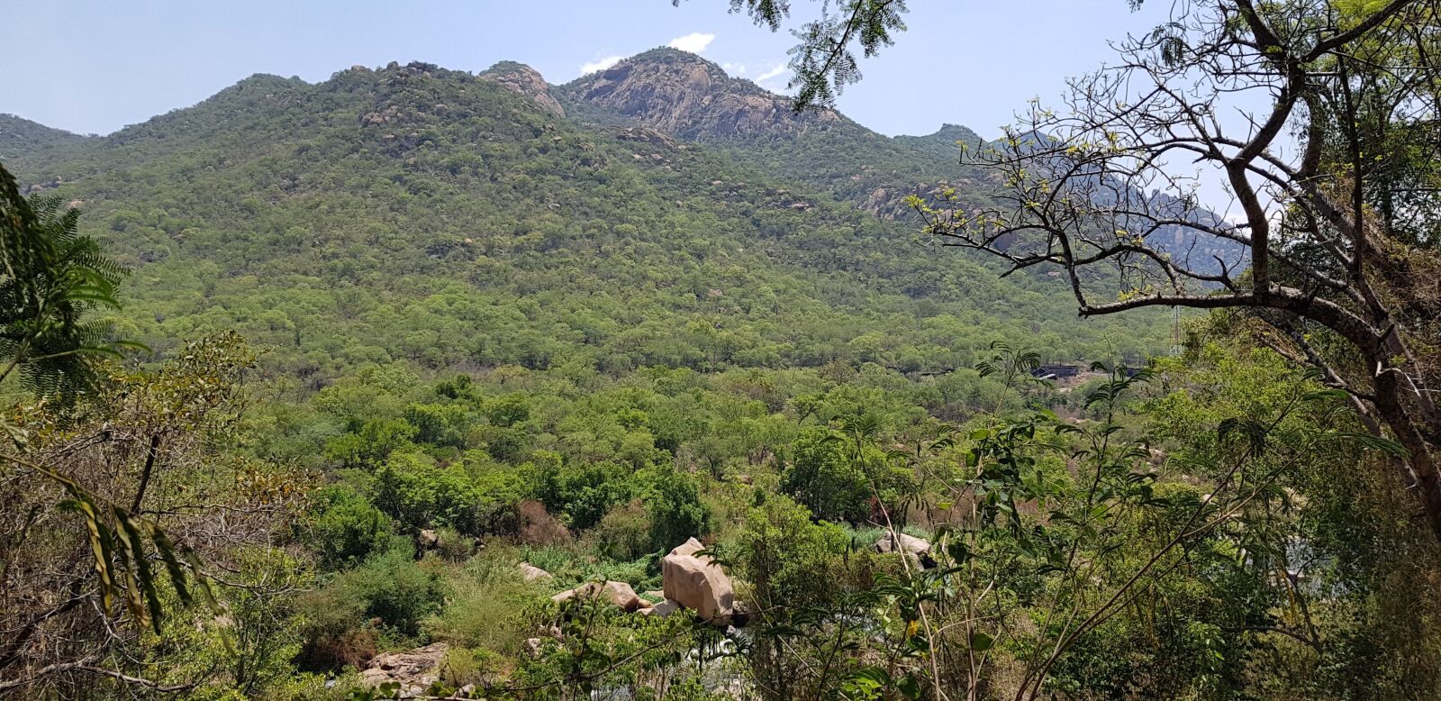 Samsung Galaxy S8+ sample photo. Bush, earth, natural photography