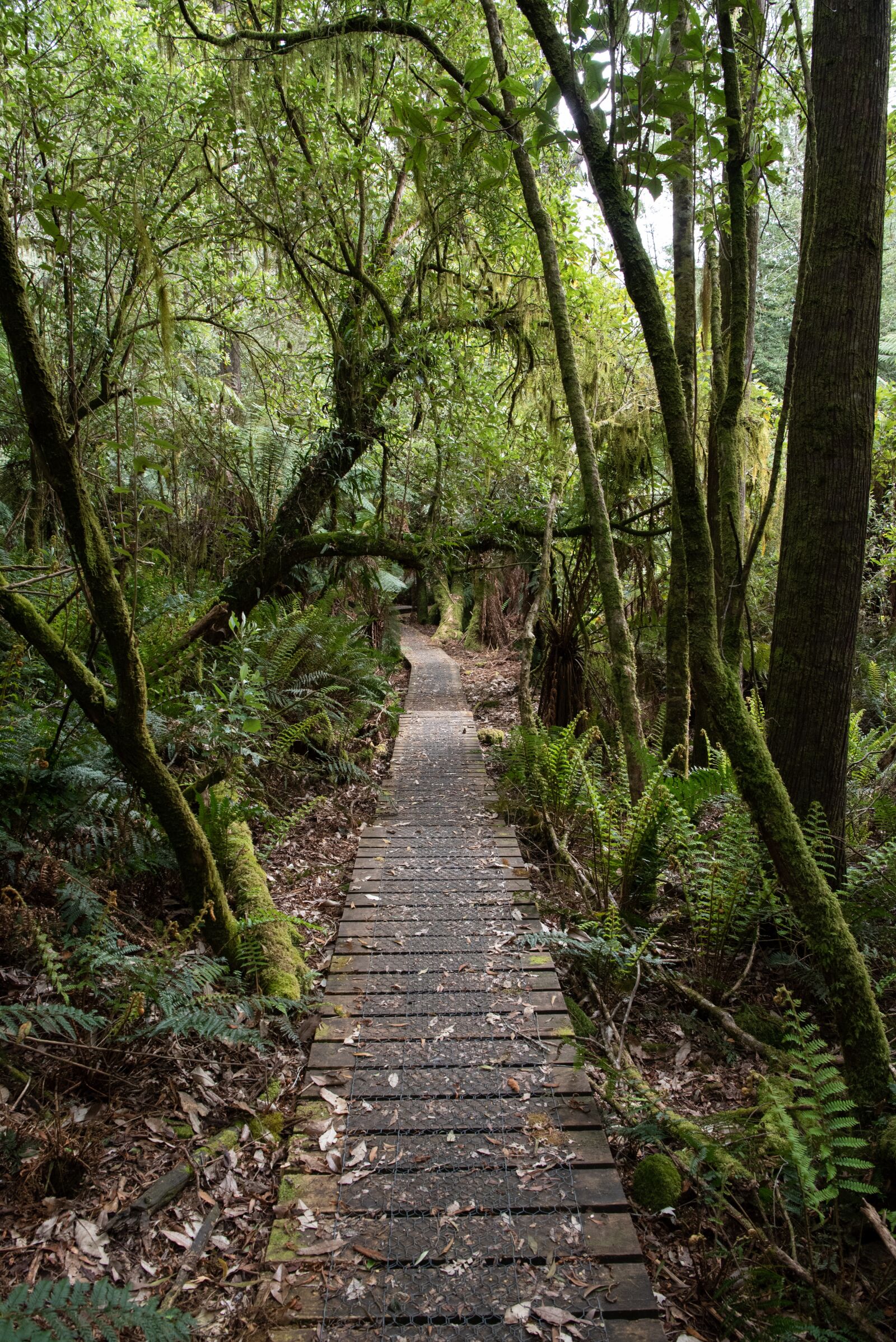 Nikon D750 sample photo. Rainforest, ferns, forest photography