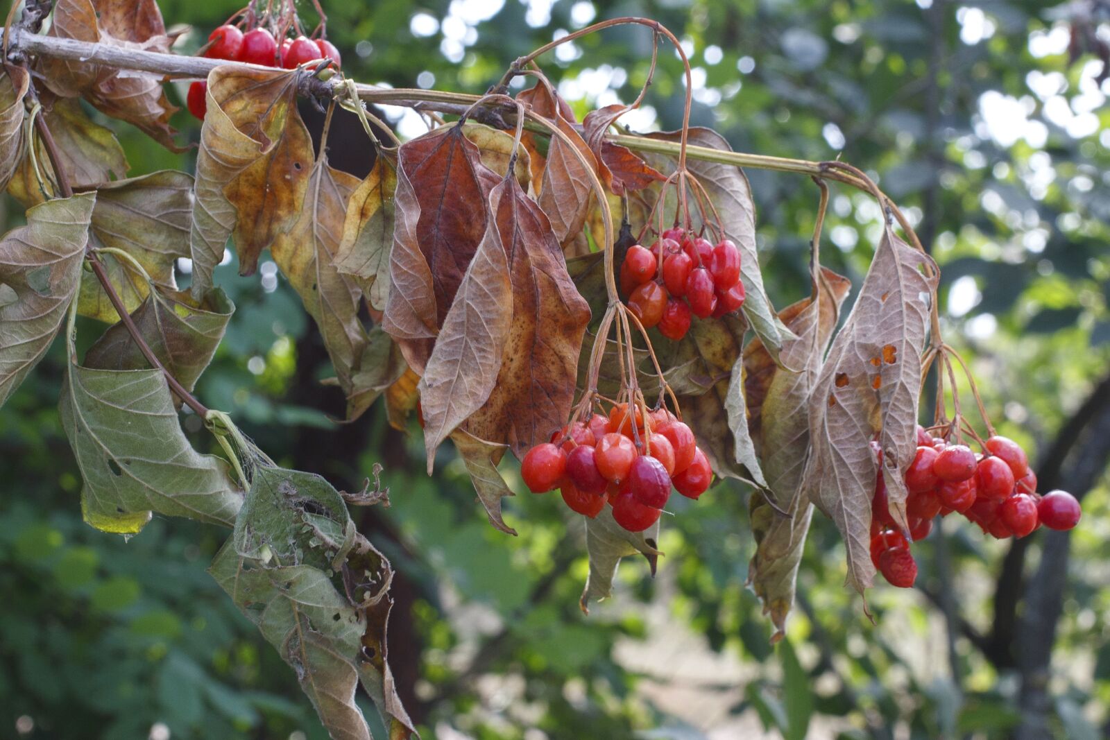 Canon EOS 100D (EOS Rebel SL1 / EOS Kiss X7) sample photo. Berries, leaves, dry, fruit photography