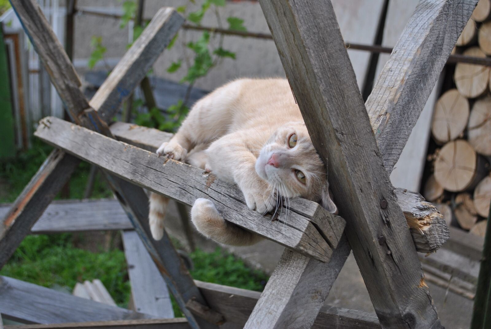 Nikon D3000 sample photo. Cat, kitten, puppy photography