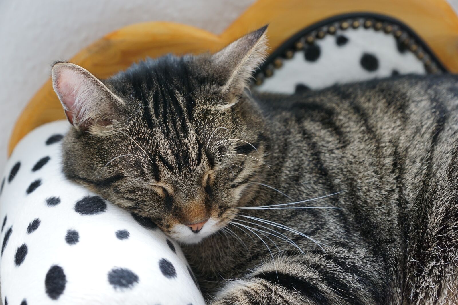 Sony ILCA-77M2 + Sony DT 16-50mm F2.8 SSM sample photo. Cat, tiger, tigerle photography