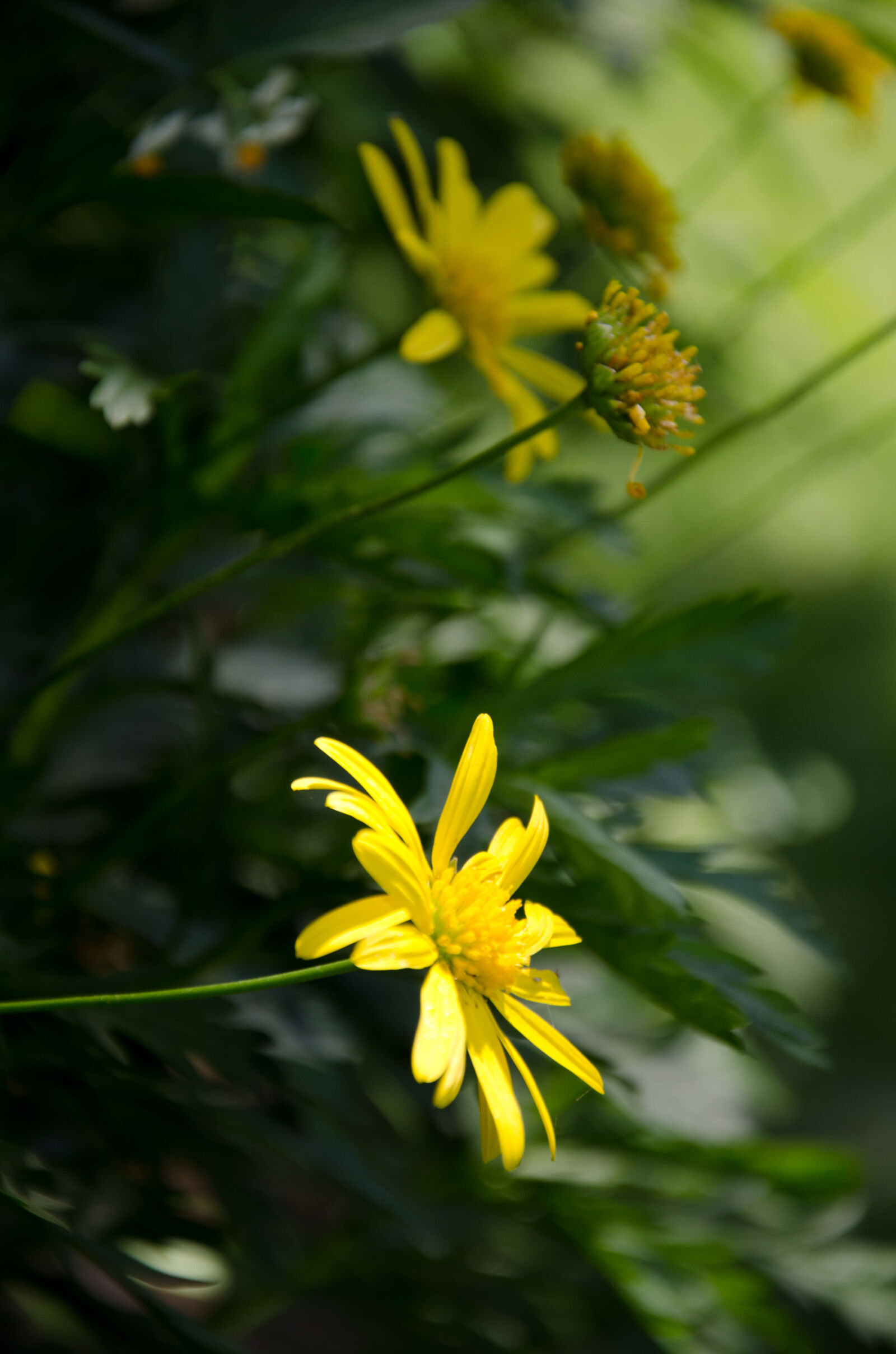 Nikon D7000 sample photo. Daisy photography