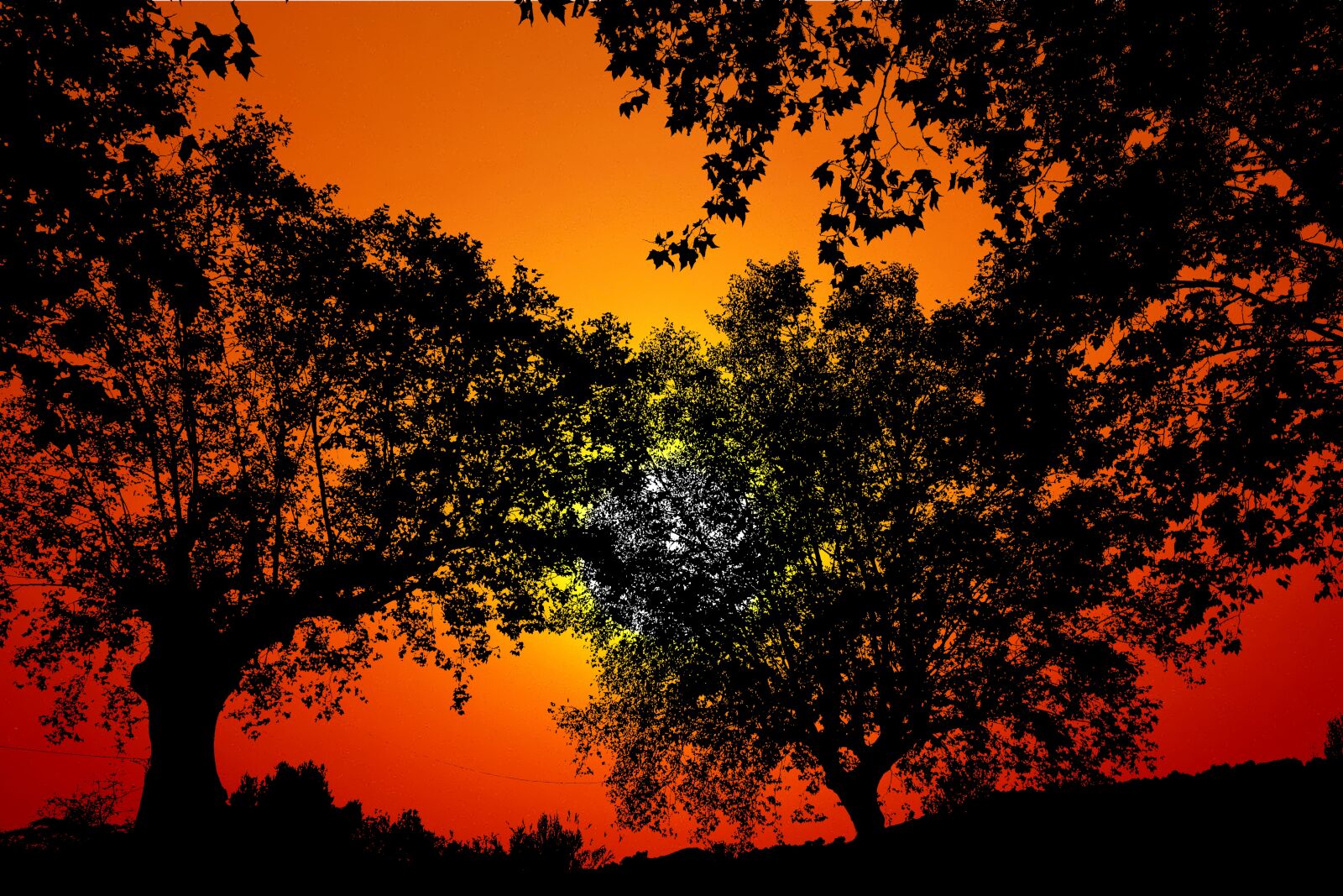 Canon PowerShot G1 X Mark III sample photo. Sunset, nature, trees photography
