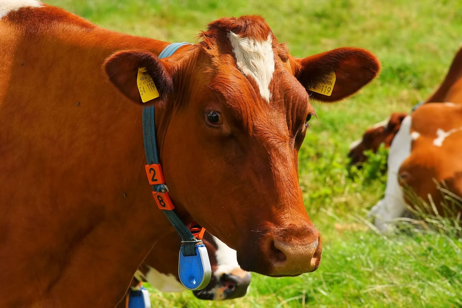 Sony a99 II sample photo. Cow, red orange, curious photography