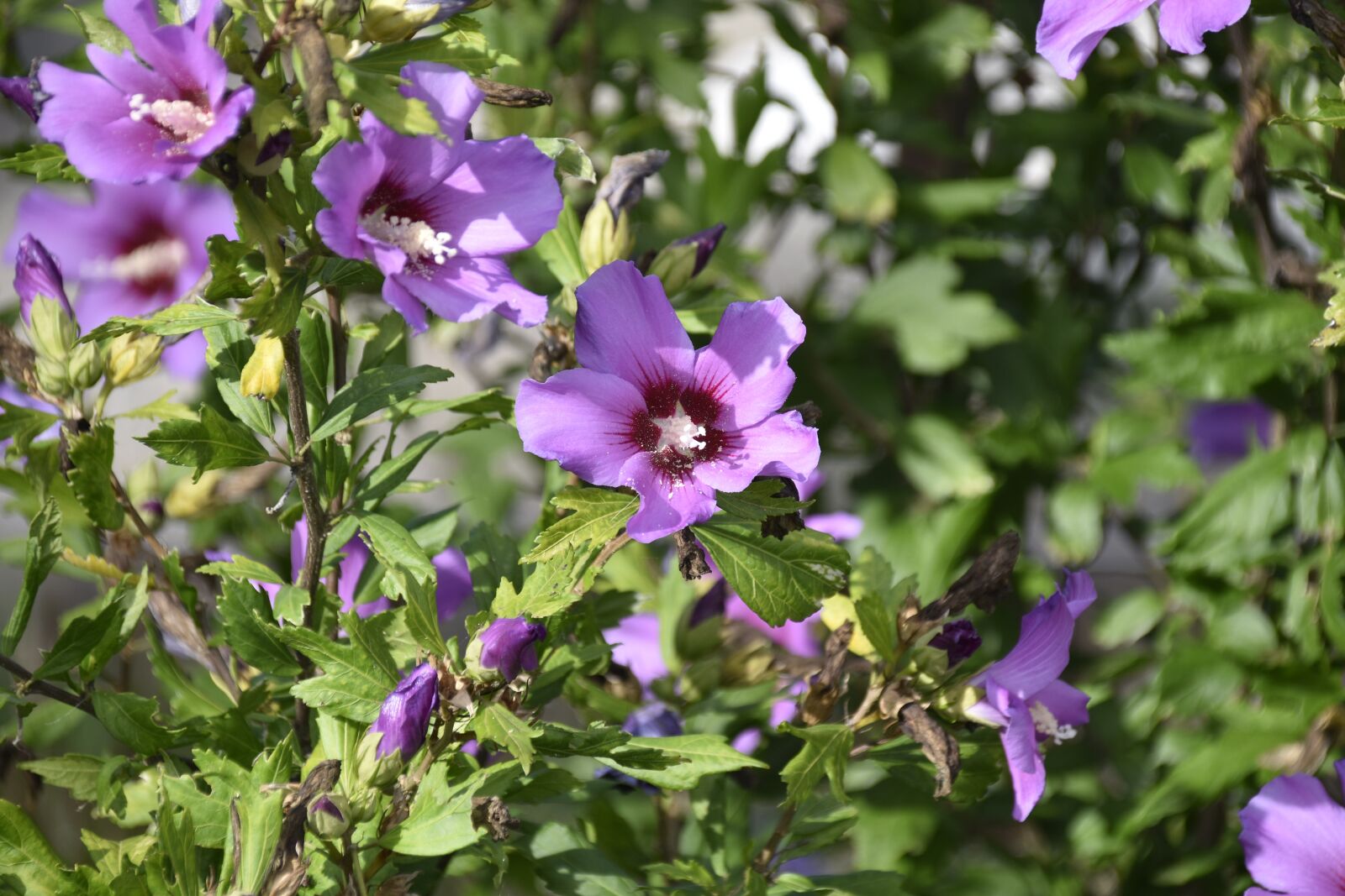 Nikon D5600 sample photo. Flower hibiscus, color purple photography