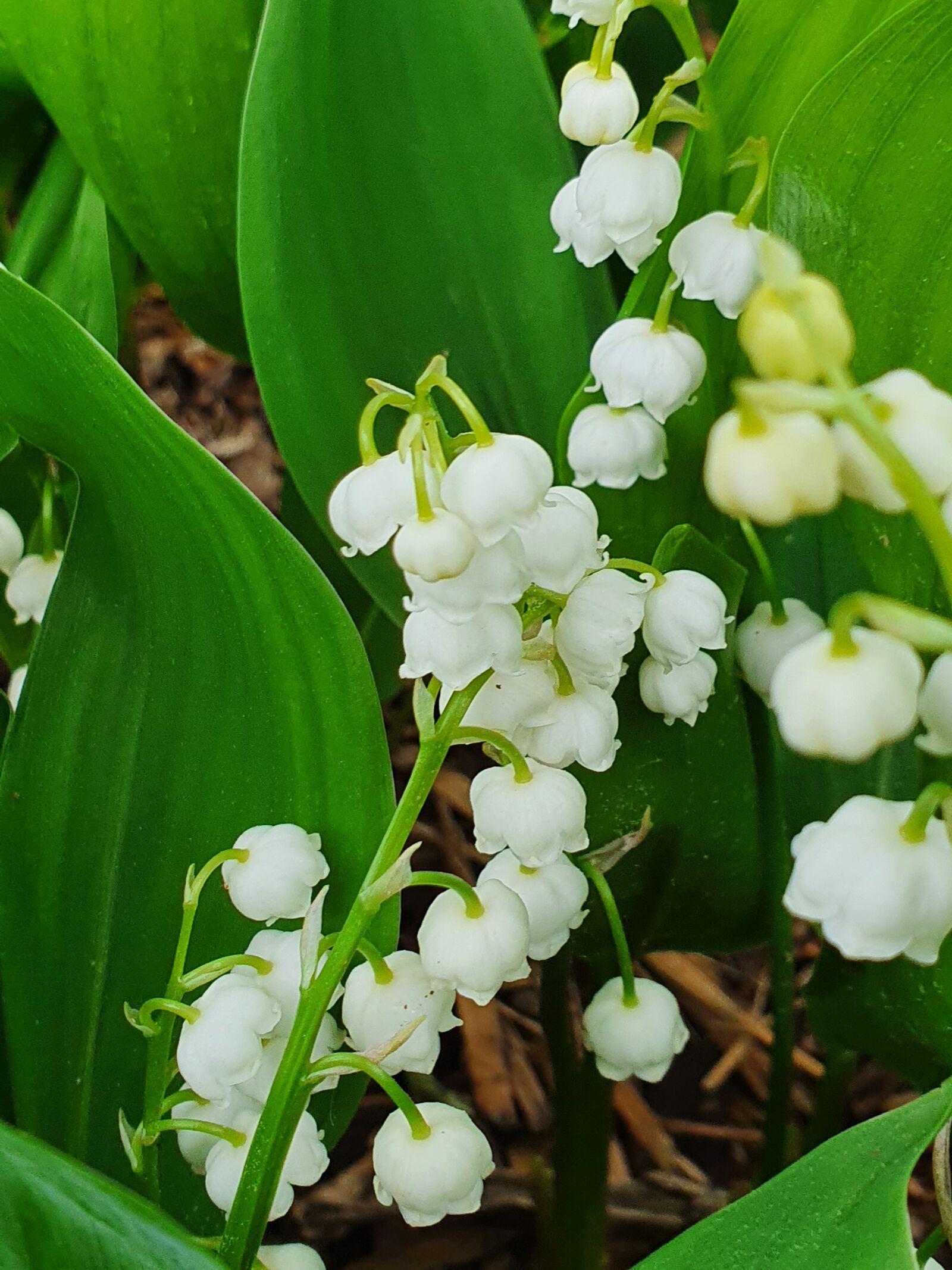 Samsung Galaxy S10+ sample photo. Lily of the valley photography
