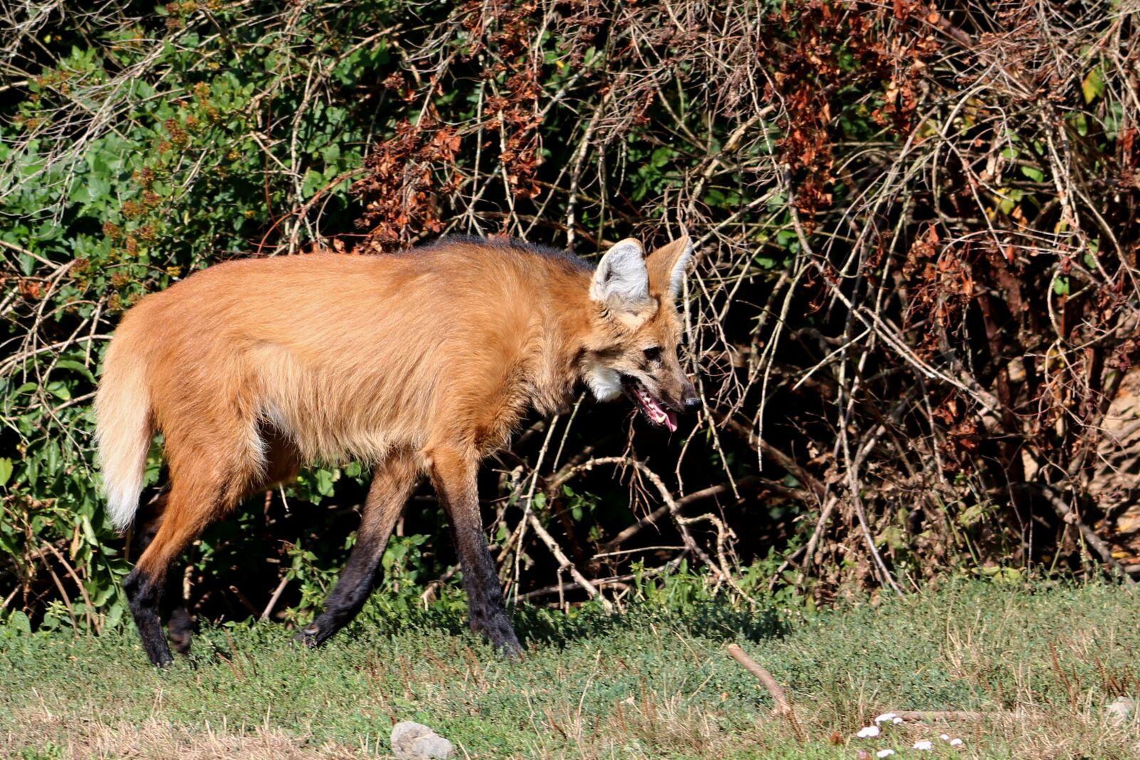 Canon EOS 600D (Rebel EOS T3i / EOS Kiss X5) sample photo. Wolf, lions, predator photography