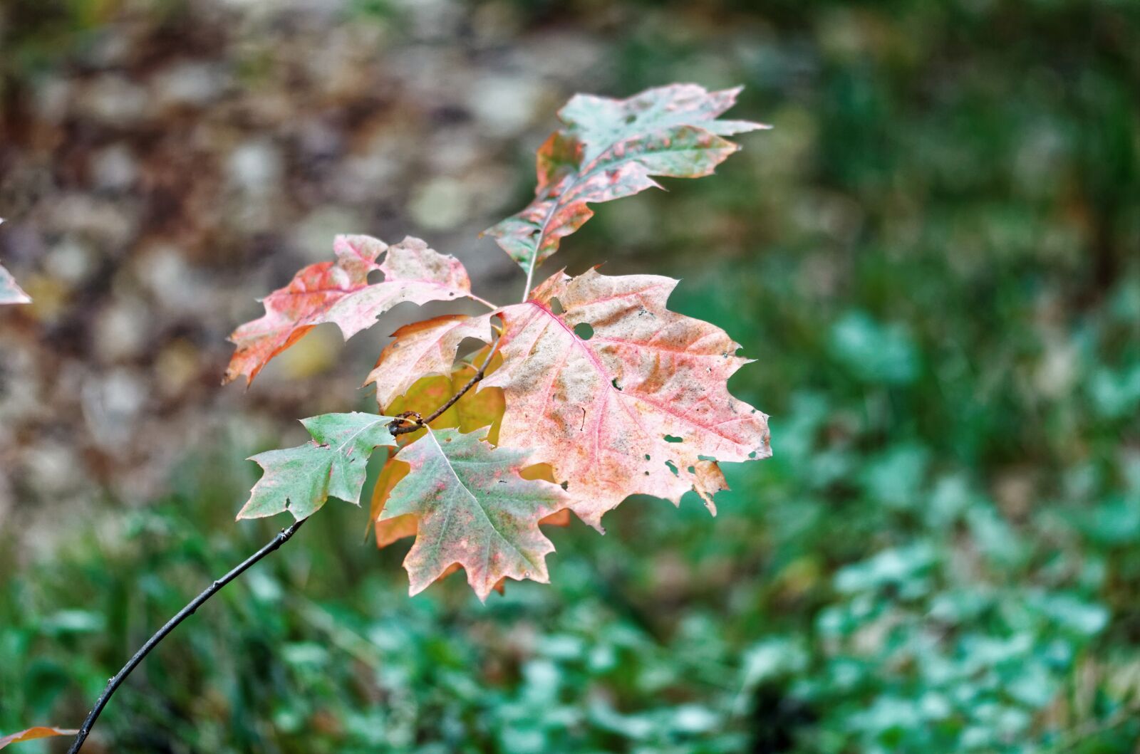 Nikon D5100 sample photo. Leaves, dry, colored photography