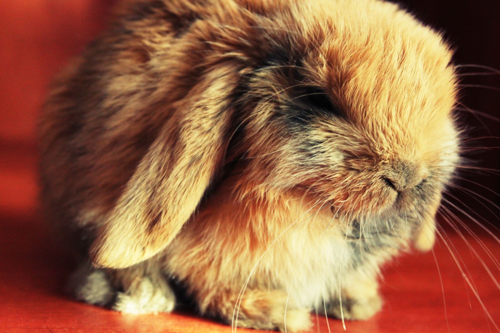 Canon EOS 500D (EOS Rebel T1i / EOS Kiss X3) sample photo. Rabbit, animal, fur photography