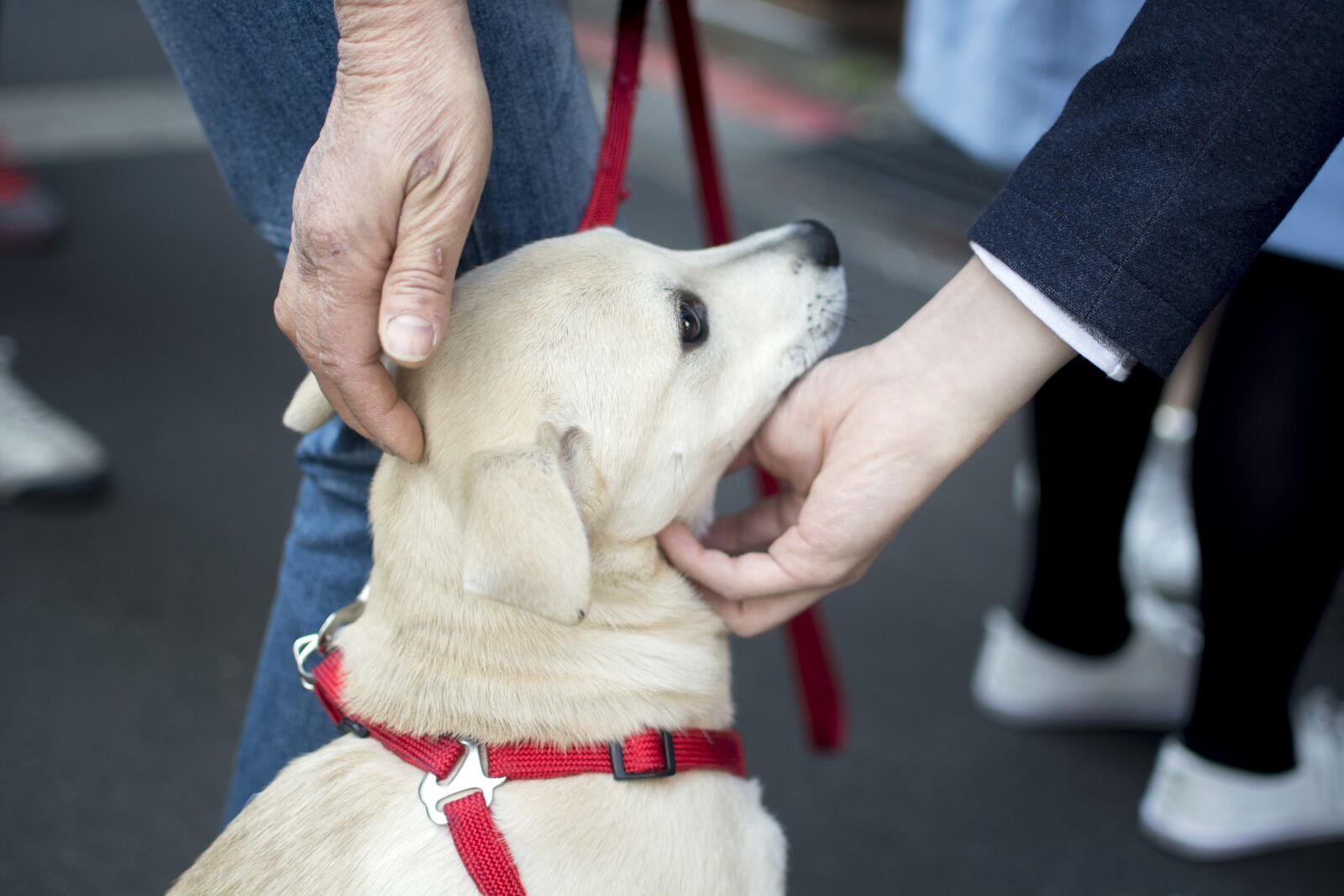 Nikon D5200 sample photo. Dog, hand, pet photography