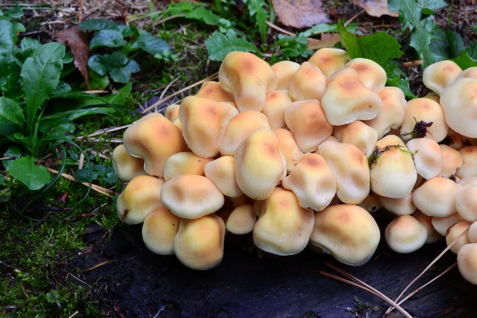 Nikon Coolpix P610 sample photo. Mushrooms, sporocarp hub, orange photography