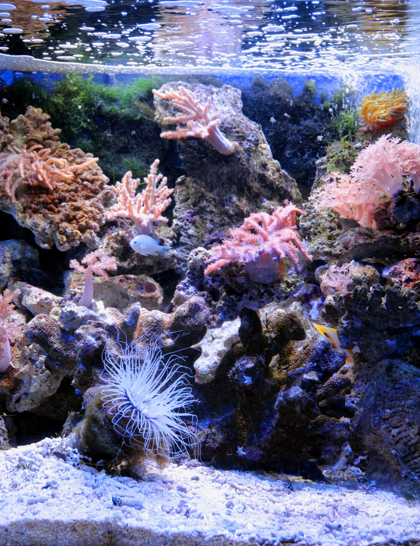 Canon EOS 650D (EOS Rebel T4i / EOS Kiss X6i) sample photo. Aquarium, marine aquarium, reefs photography