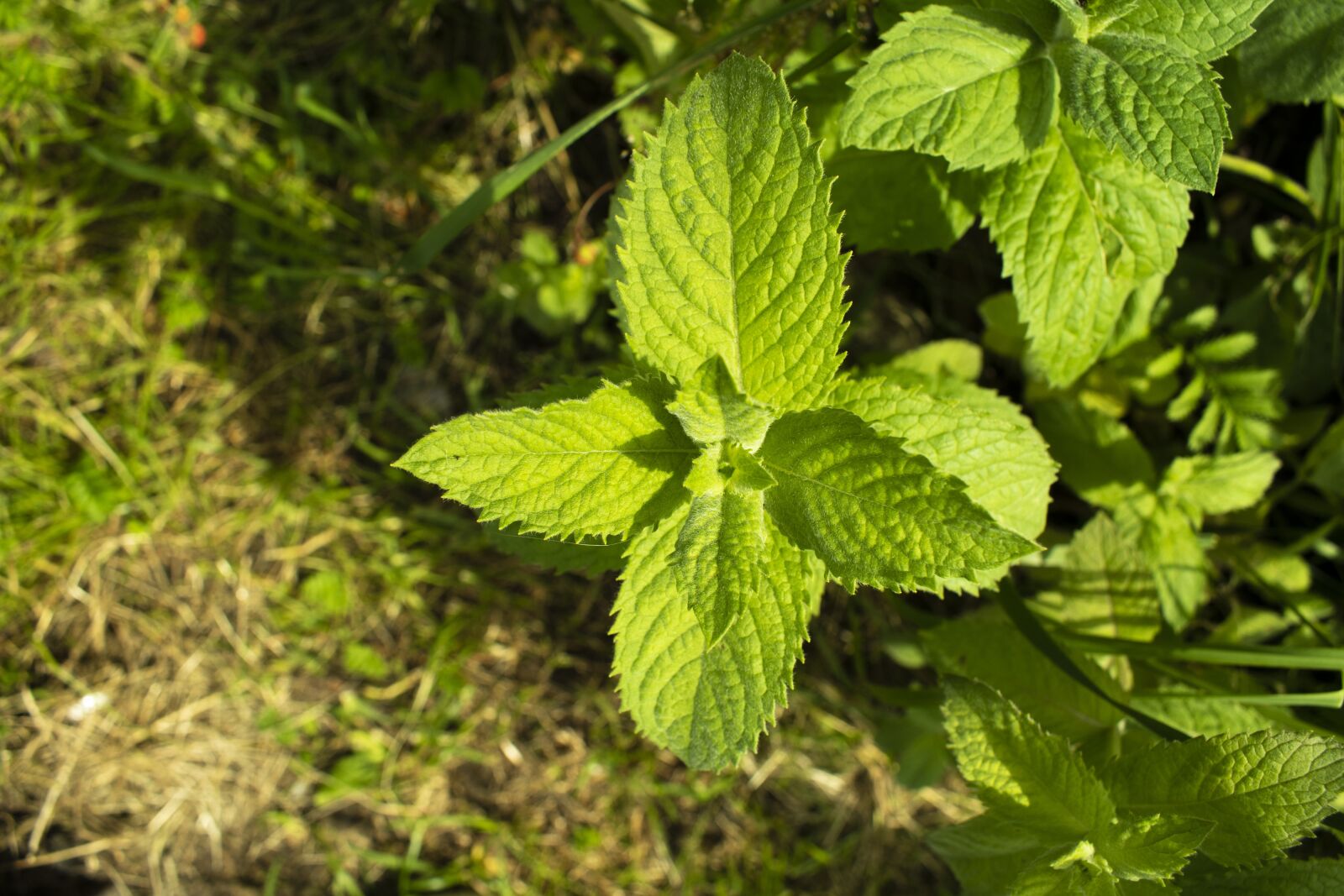 Nikon D3500 sample photo. Mint, plant, grass photography