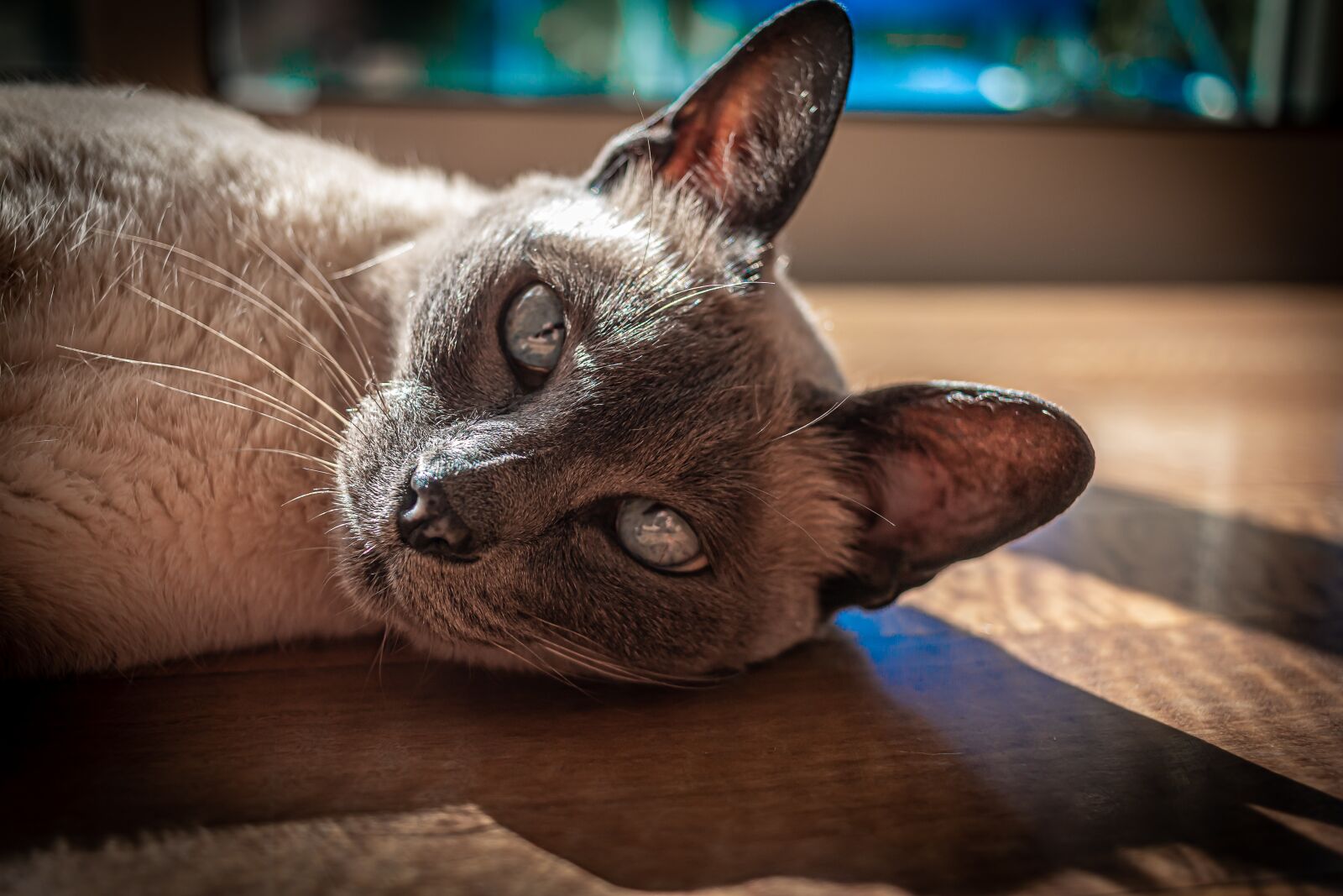Canon EOS 70D + Canon EF-S 24mm F2.8 STM sample photo. Cat, meow, pet photography