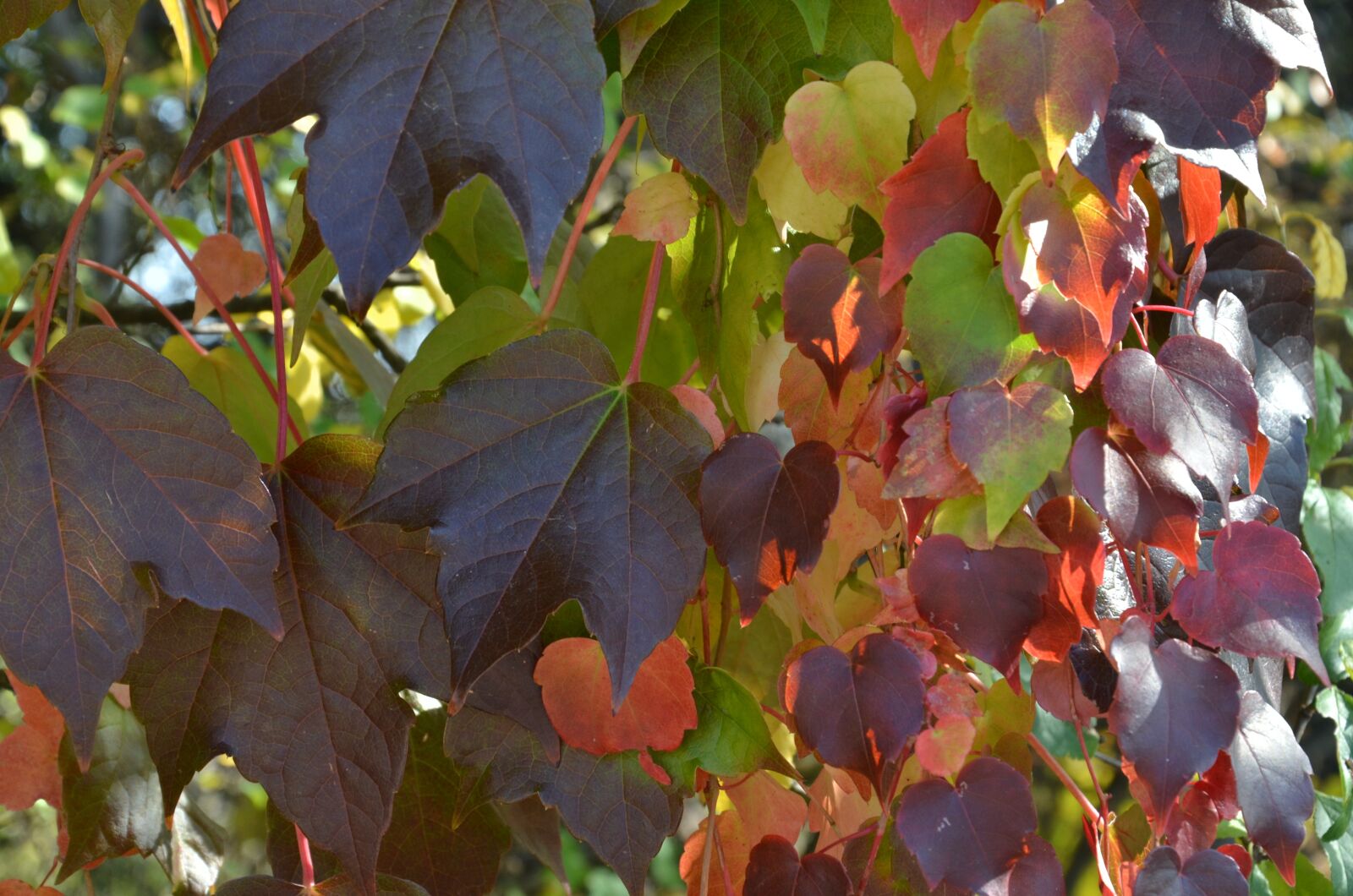 Nikon D7000 sample photo. Leaves, nature, autumn photography