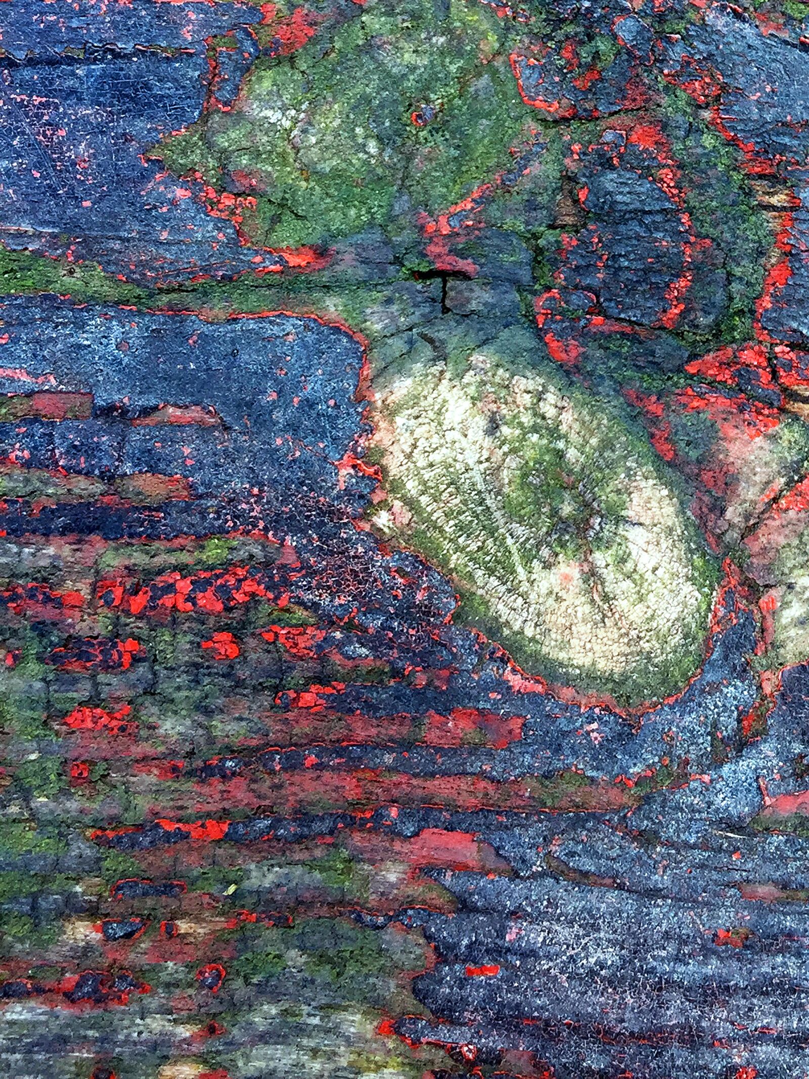 iPhone 6 back camera 4.15mm f/2.2 sample photo. Old plank, weathered, texture photography