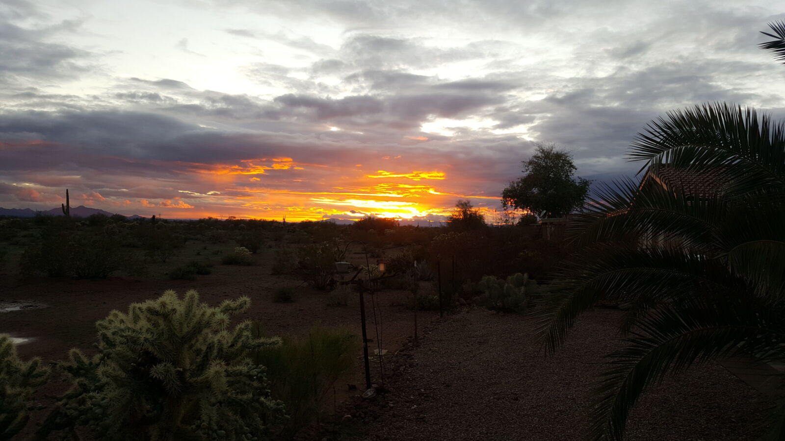 Samsung Galaxy S6 sample photo. Arizona, cactus, desert, landscape photography