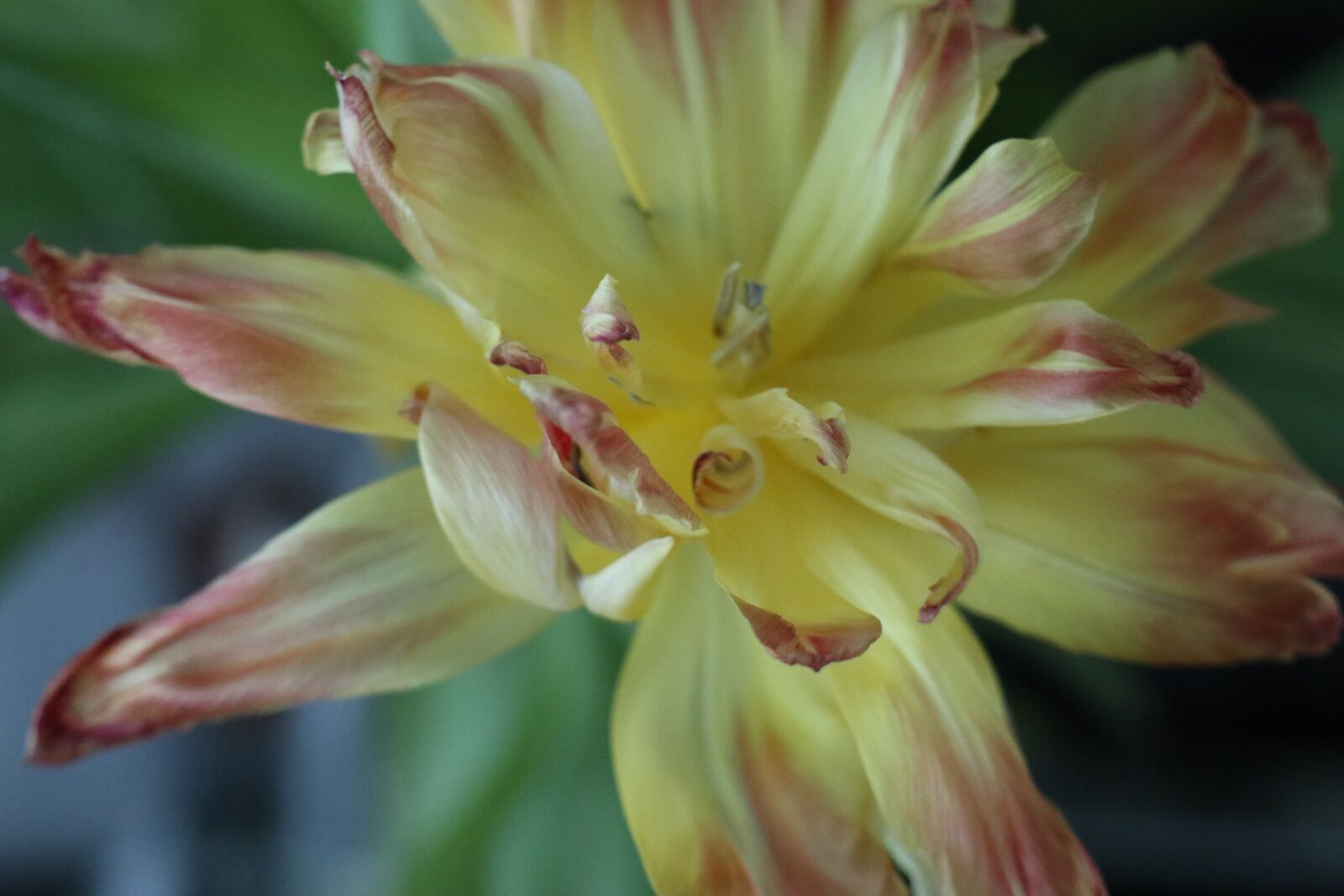 Canon EF-M 18-150mm F3.5-6.3 IS STM sample photo. Yellow, flower, tulip photography