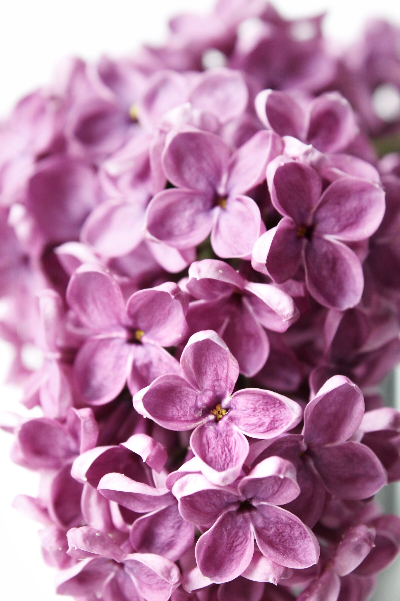 Canon EOS 1100D (EOS Rebel T3 / EOS Kiss X50) sample photo. Lilac, flowers, flora photography