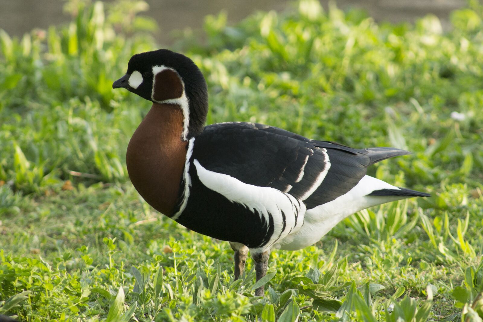 Canon EF75-300mm f/4-5.6 sample photo. Wildlife, nature, animal photography