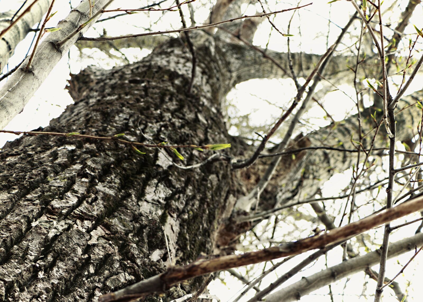 Canon EF-S 18-135mm F3.5-5.6 IS USM sample photo. Outdoors, close-up, nature photography
