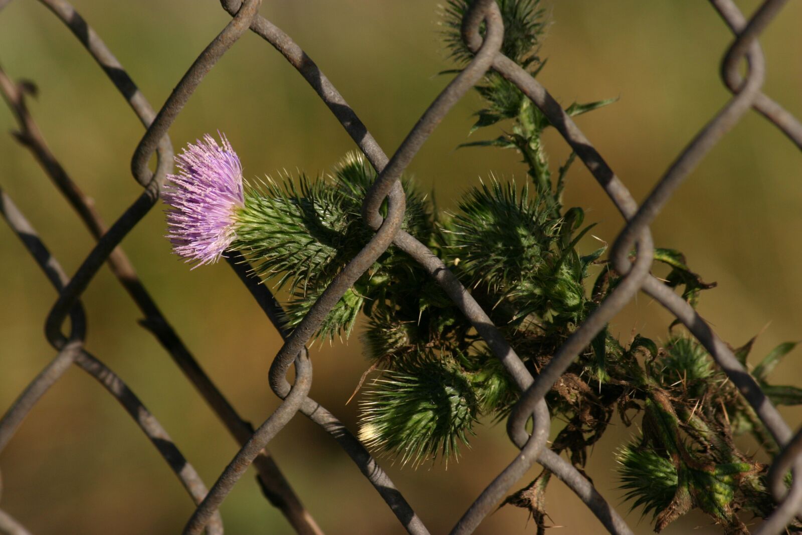 Canon EOS 300D (EOS Digital Rebel / EOS Kiss Digital) sample photo. Thistle, milk thistle, weed photography