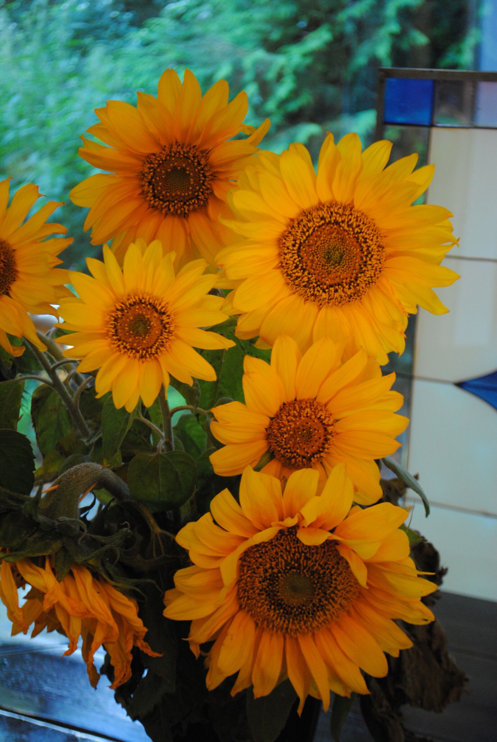 Nikon D3000 sample photo. Sunflowers, inspiration, vase photography