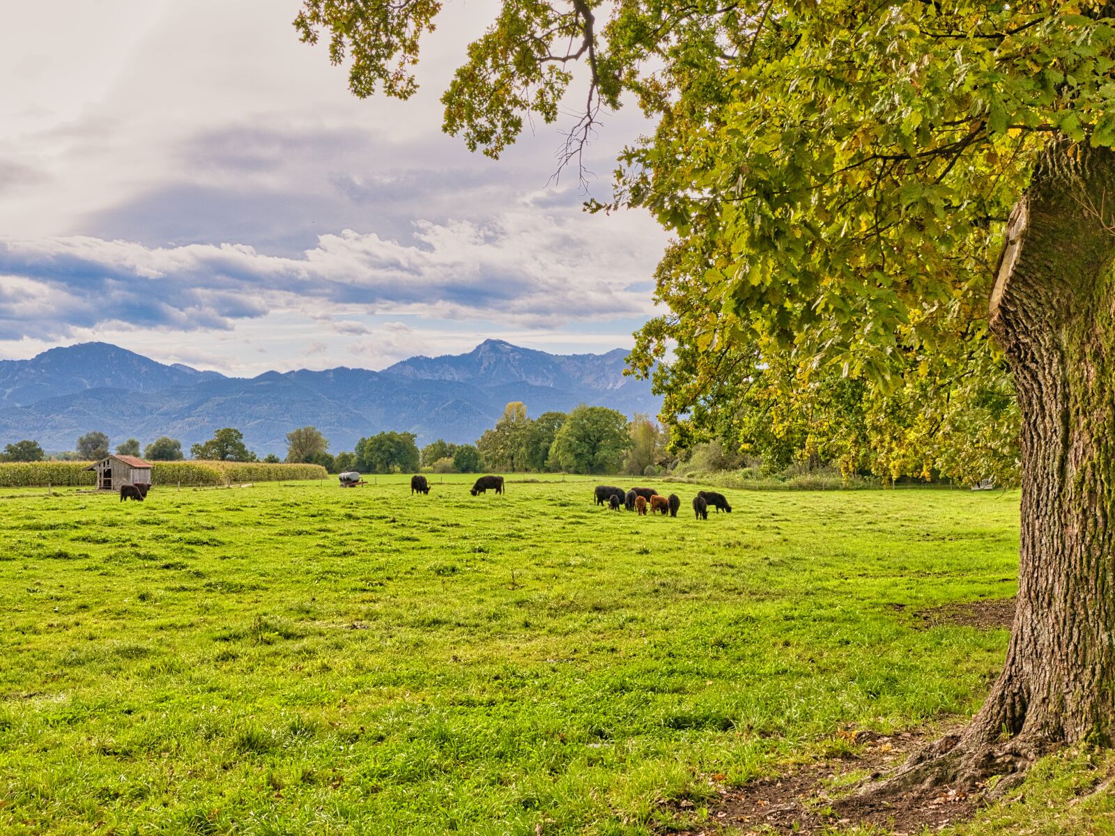 Nikon D7500 sample photo. Galloway cattle, cattle, pasture photography