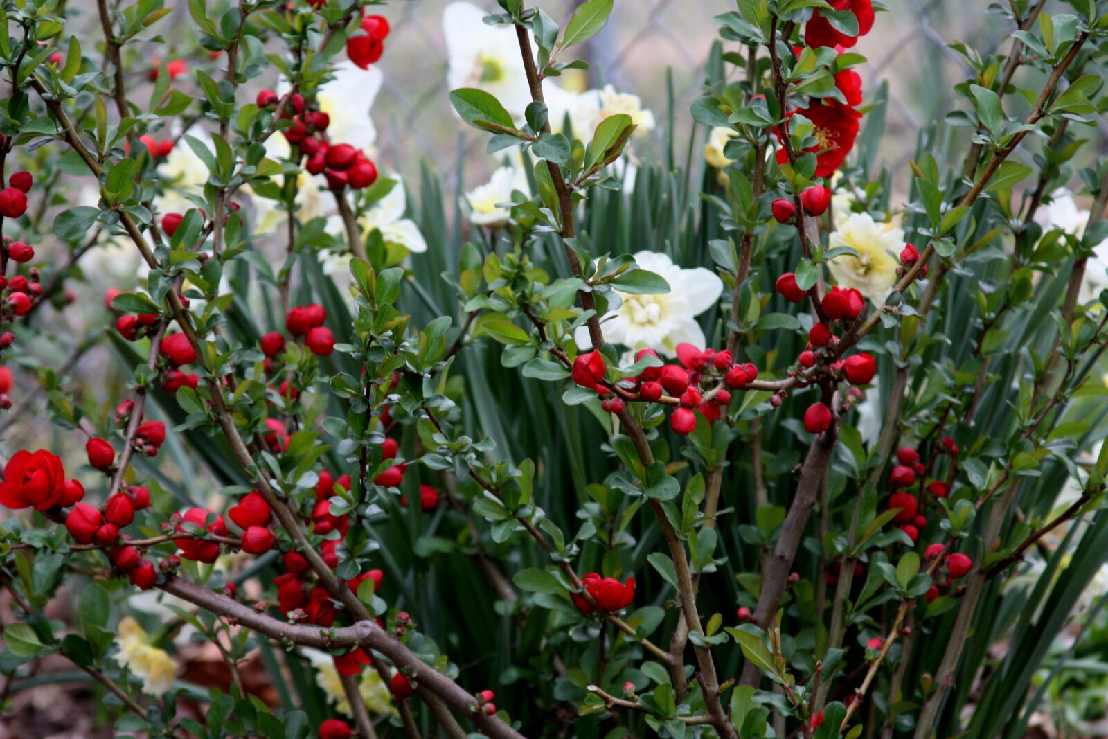 Canon EOS 450D (EOS Rebel XSi / EOS Kiss X2) sample photo. Flowering quince, chaenomeles, daffodils photography
