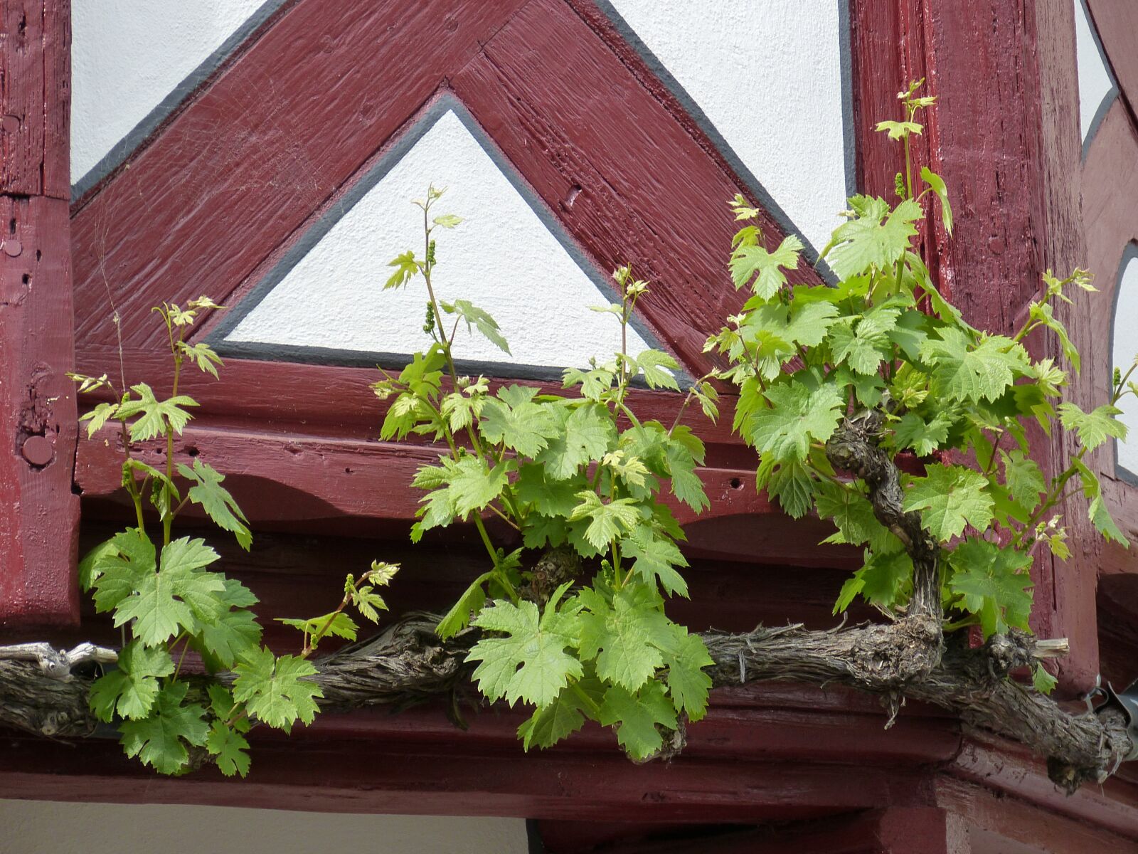 Panasonic Lumix DMC-FZ150 sample photo. Wine, vine, grapevine photography