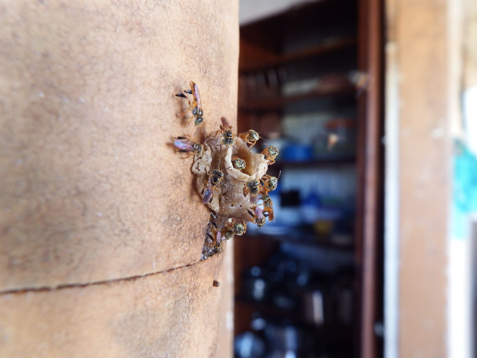 Fujifilm FinePix SL1000 sample photo. Bee, hive, insect photography