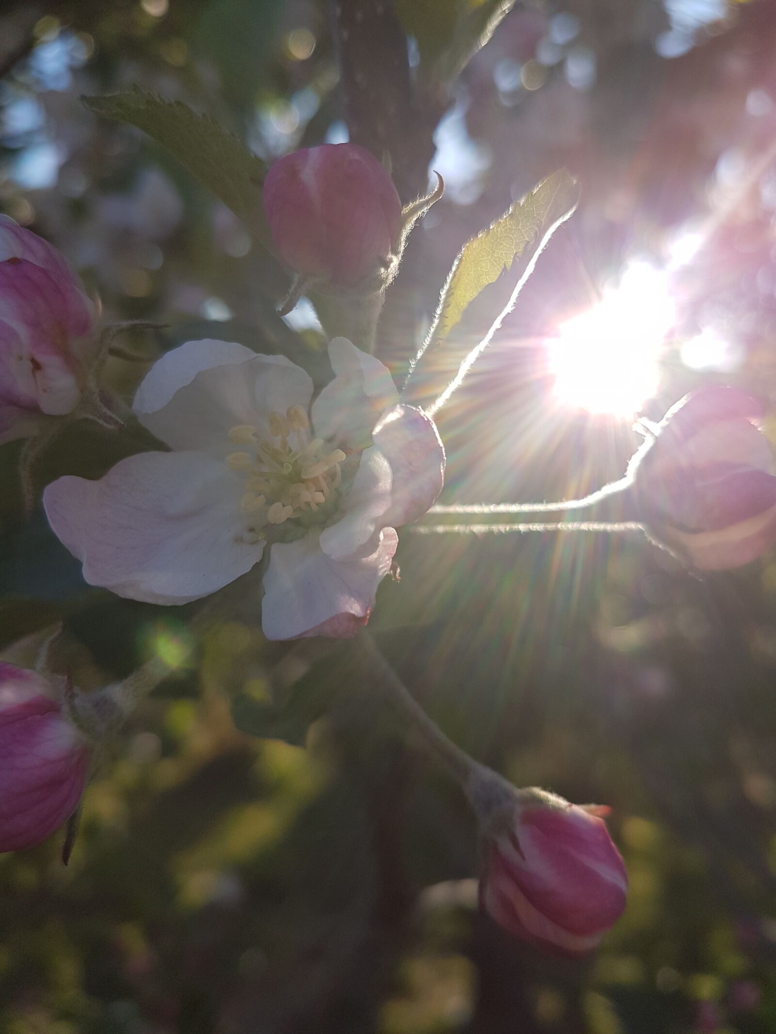 Samsung Galaxy S7 sample photo. Apple tree, abendstimmung, orchard photography
