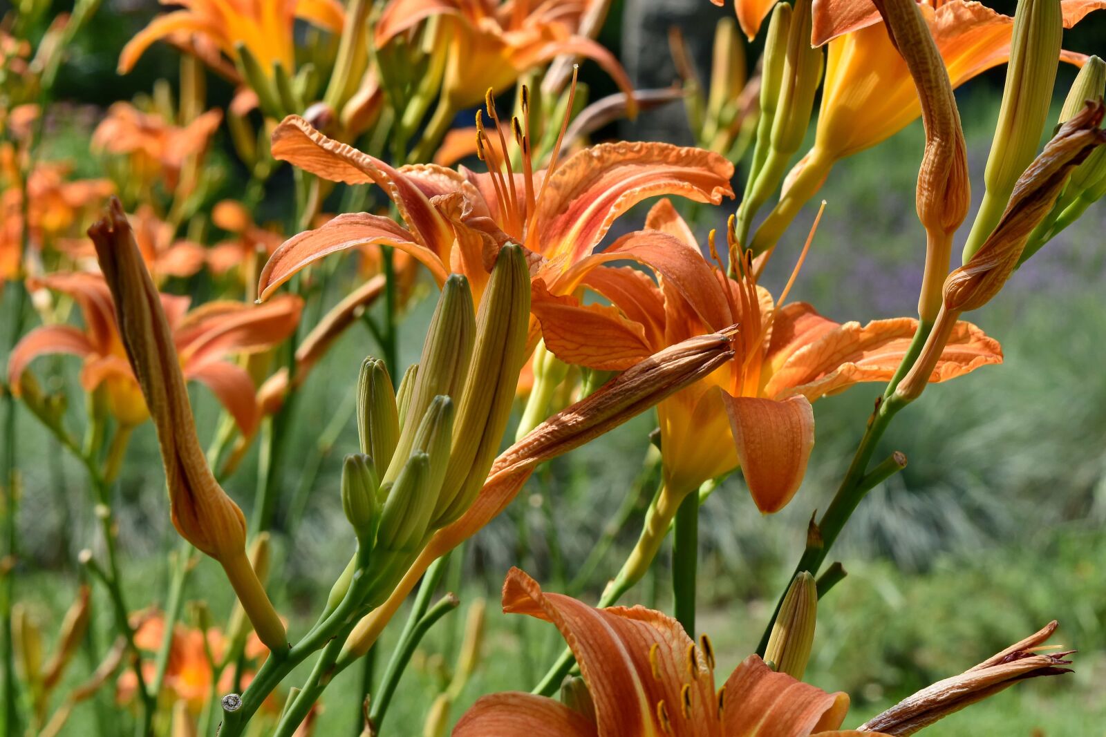 Nikon D5500 sample photo. Branches, ecology, lily, organism photography