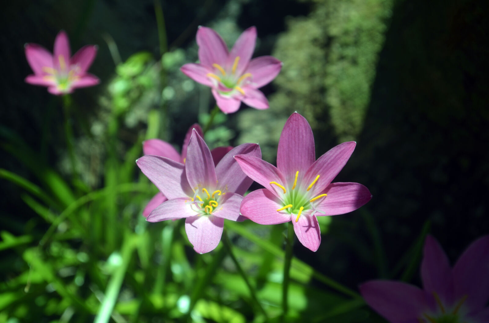 Nikon D5100 sample photo. Beautiful, flowers, flower, pink photography