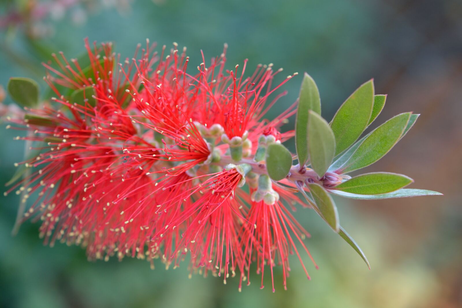 Nikon D5200 sample photo. Nature, flower, red photography