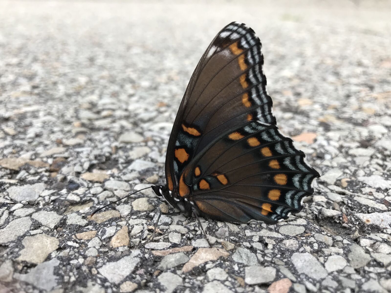 iPhone 7 back camera 3.99mm f/1.8 sample photo. Butterfly, road, nature photography