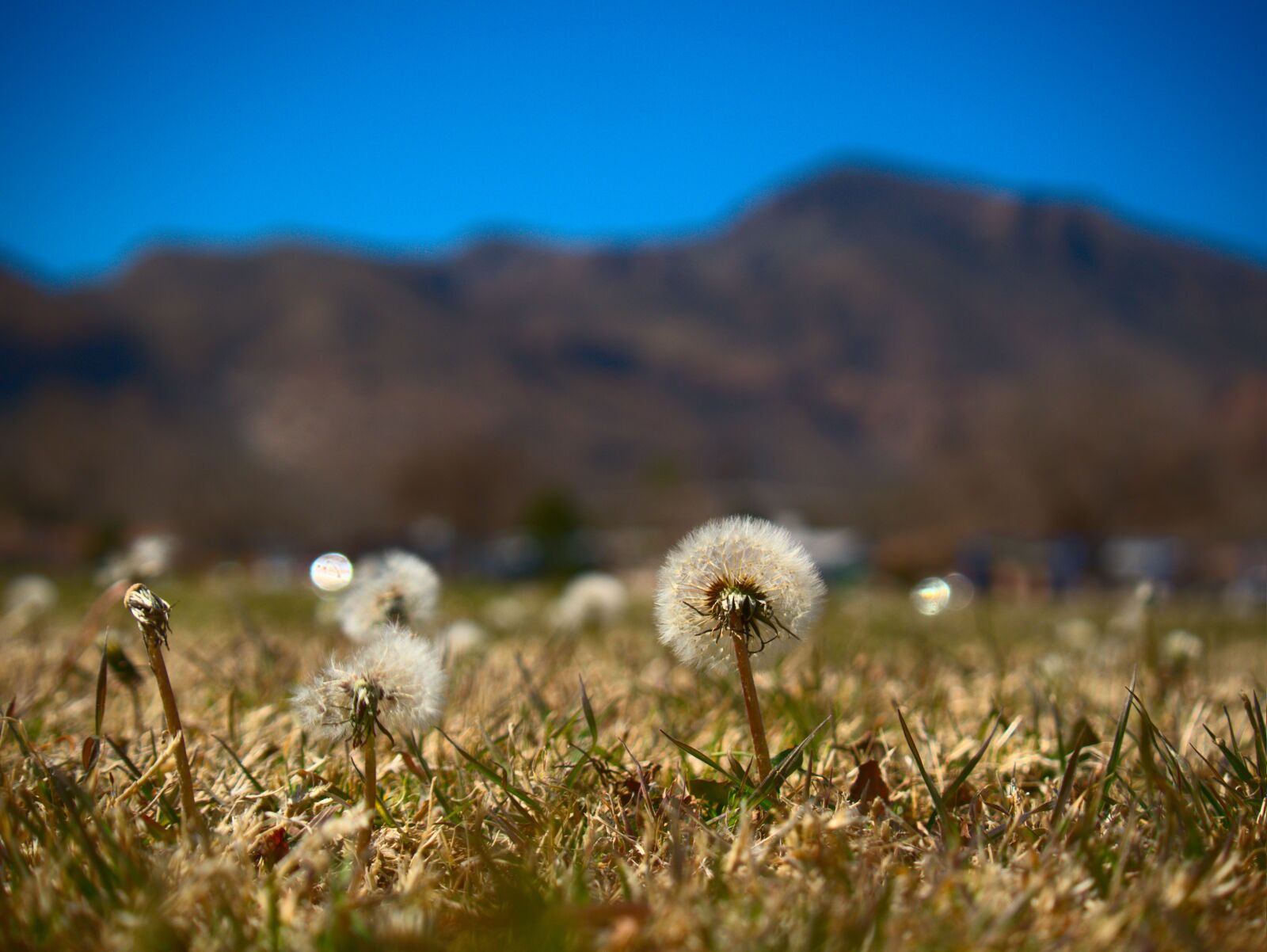 Panasonic Lumix DMC-GX85 (Lumix DMC-GX80 / Lumix DMC-GX7 Mark II) sample photo. Dandelion, mountains, nature photography