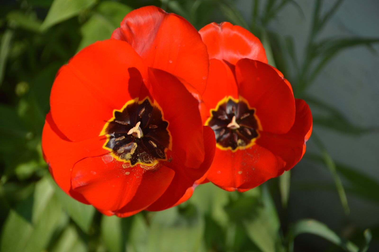 Nikon D3200 sample photo. Poppy, flower, garden photography
