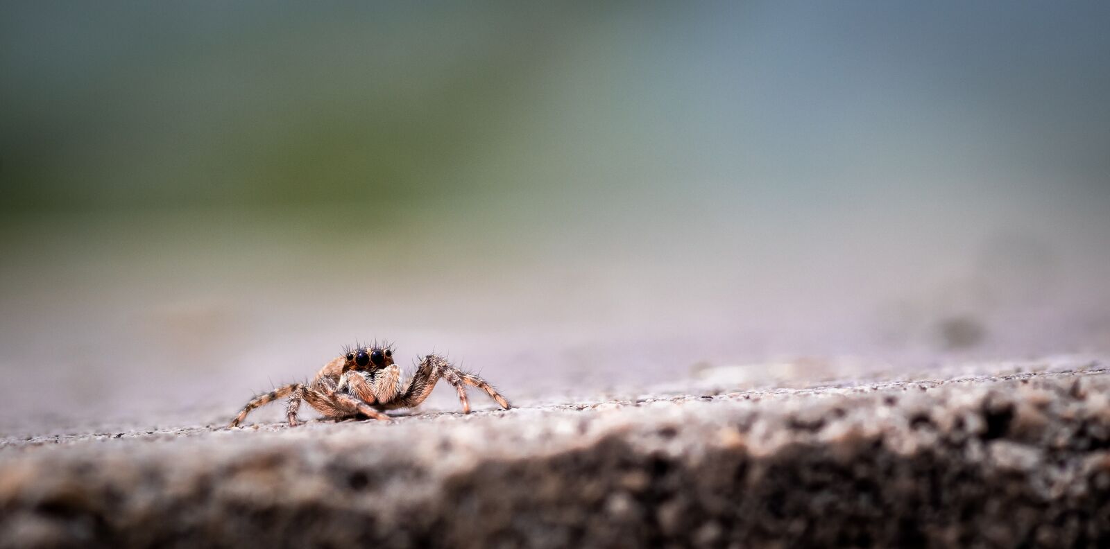 Canon EOS 1300D (EOS Rebel T6 / EOS Kiss X80) sample photo. Spider, arachnid, web photography